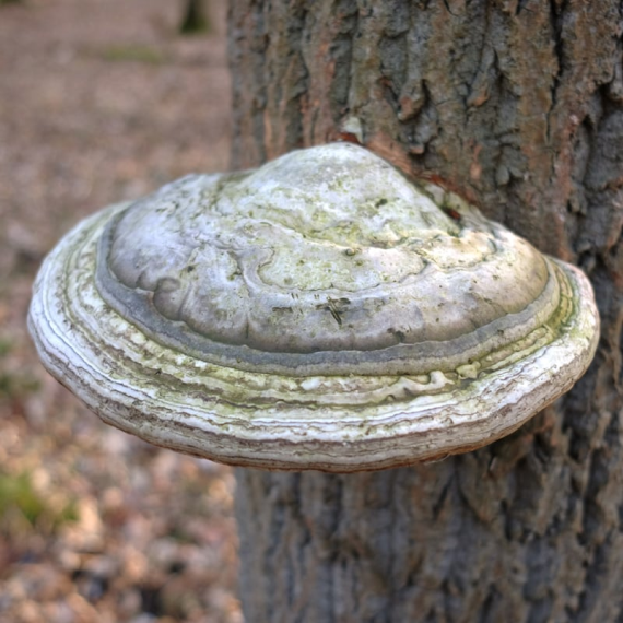 Agarikon