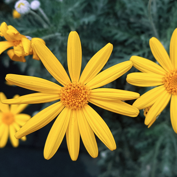 Arnica Extract