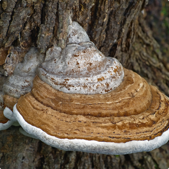 Artist's Conk