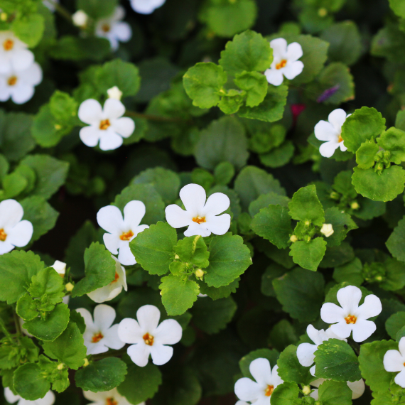 Bacopa