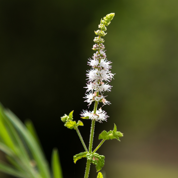Black Cohosh