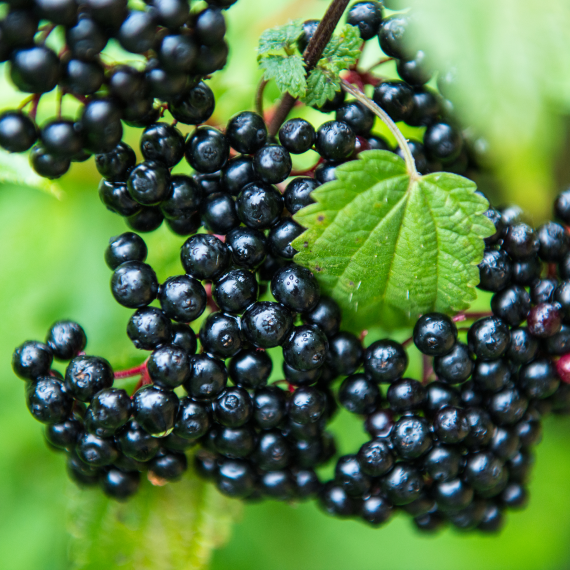 Black Elderberry