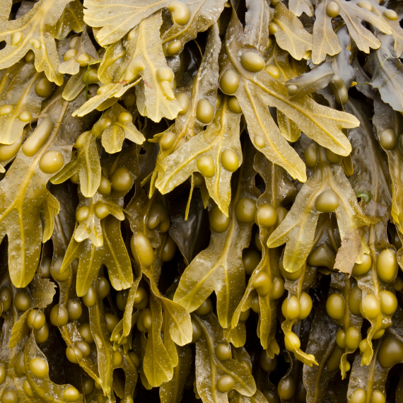 Bladderwrack