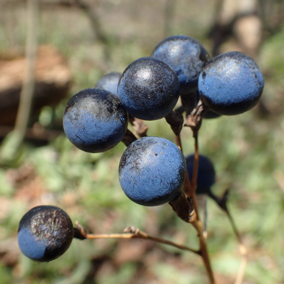 Blue Cohosh