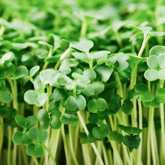 Broccoli Sprout