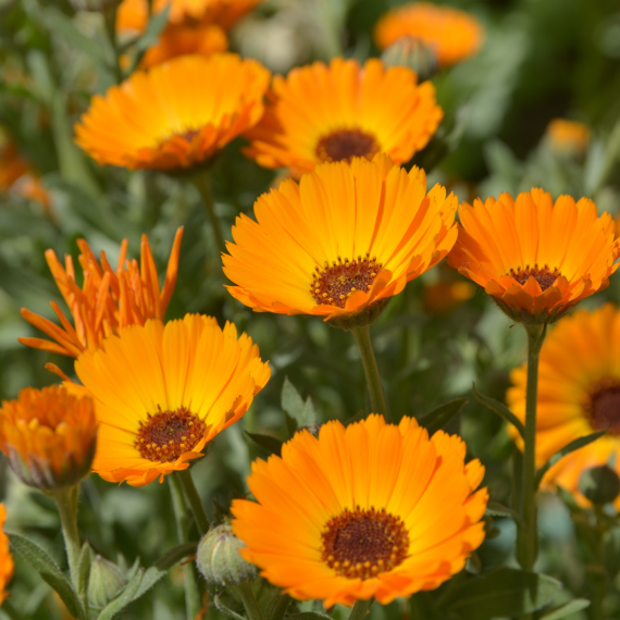 Calendula