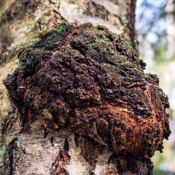 Chaga