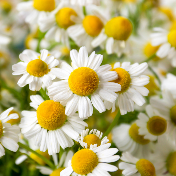 Chamomile