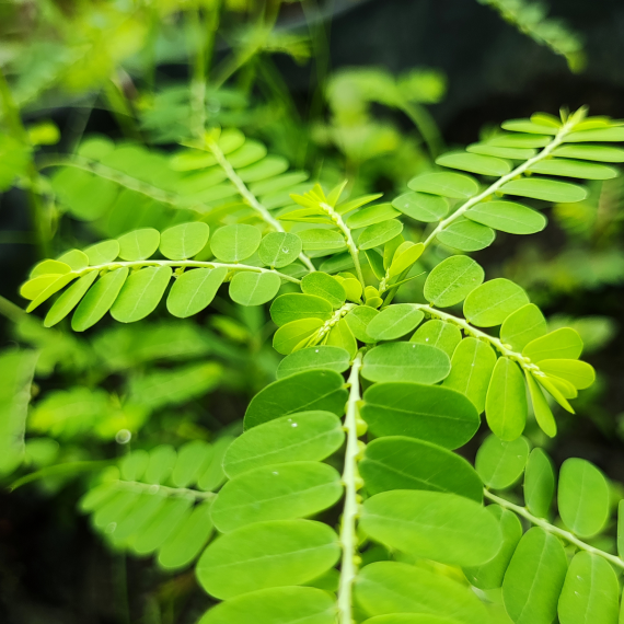 Chanca Piedra