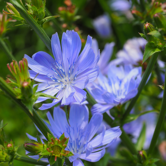 Chicory Root