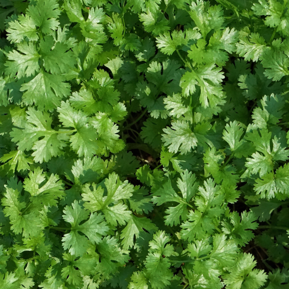 Cilantro
