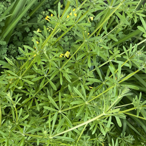 Cleavers